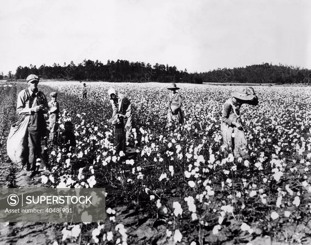 Workers picking cotton, Georgia, 1936