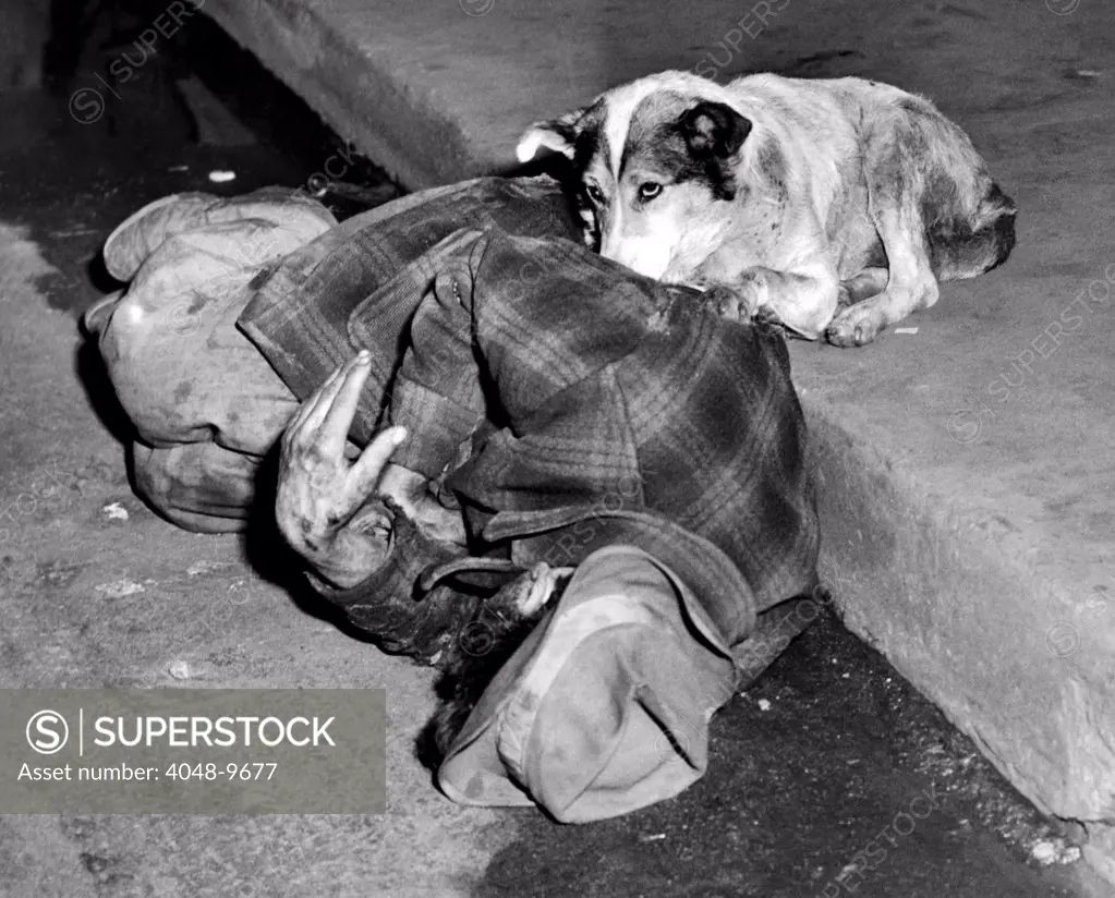 A loyal Chicago dog named Queenie, guards her passed out master in the gutter of a Chicago street. Oct. 14, 1951.