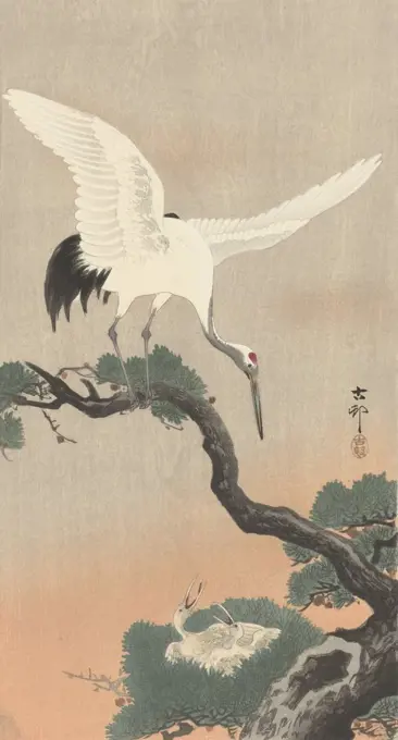 Japanese Crane on Pine Branch, by Ohara Koson, 1900-30, Japanese print, color woodcut (BSLOC_2016_3_289)