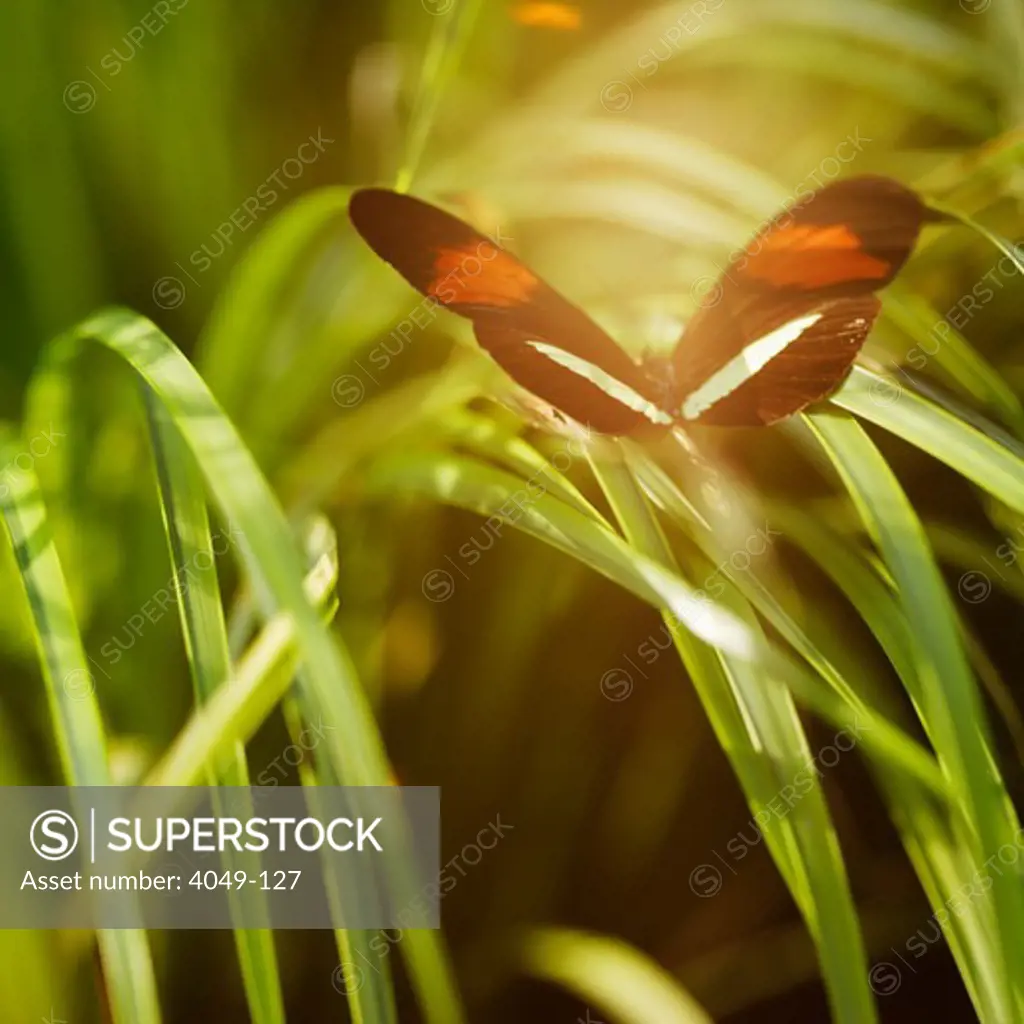 Butterfly landed on a grass 