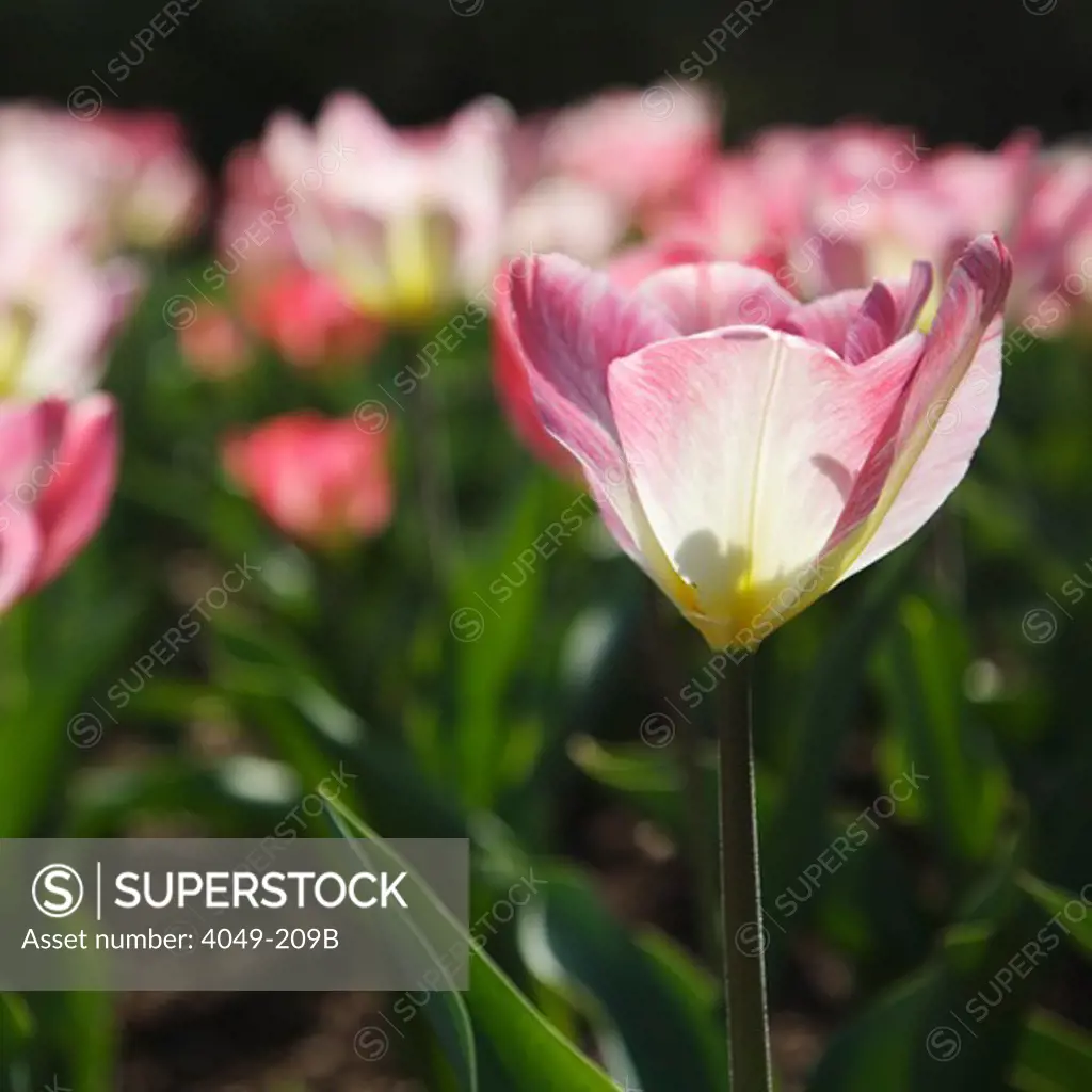 Close-up of Tulips