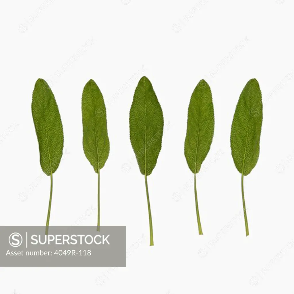 Collection of green leaves