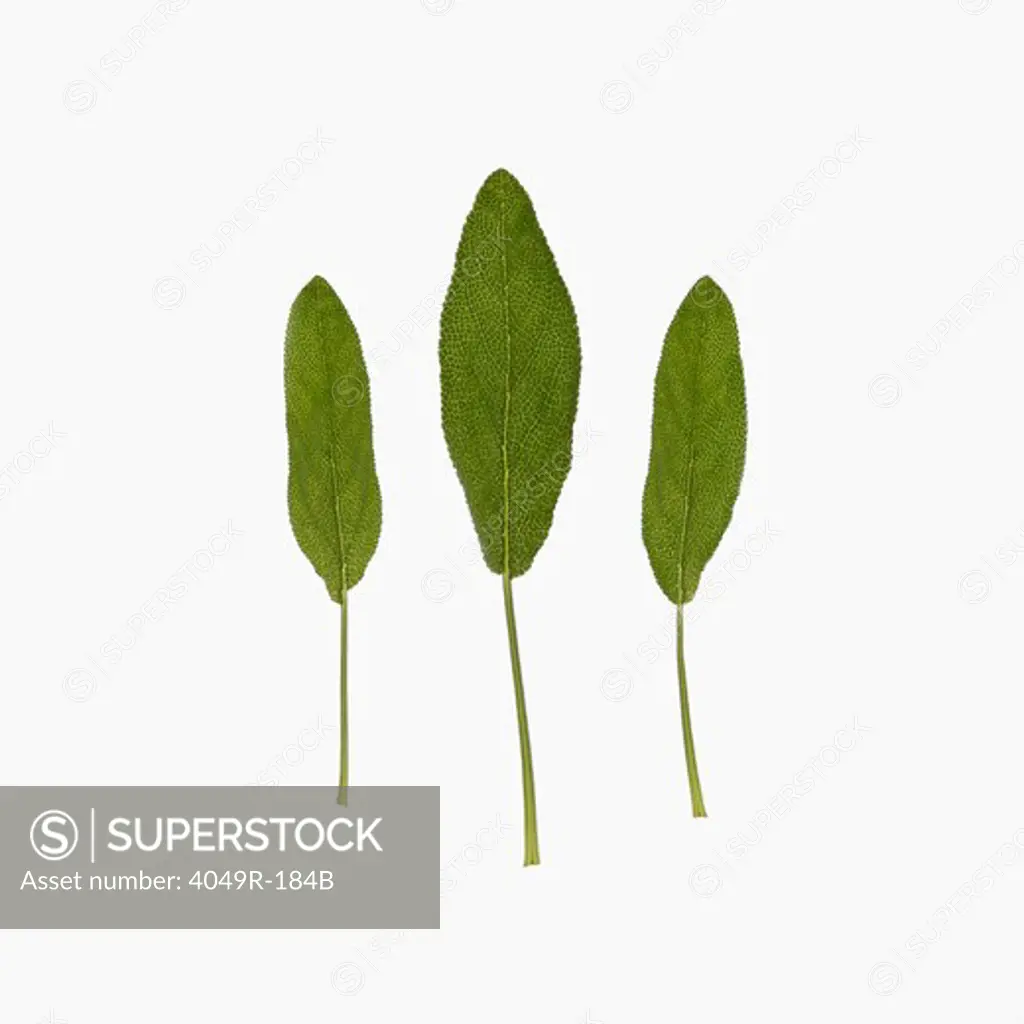 Close-up of three green leaves