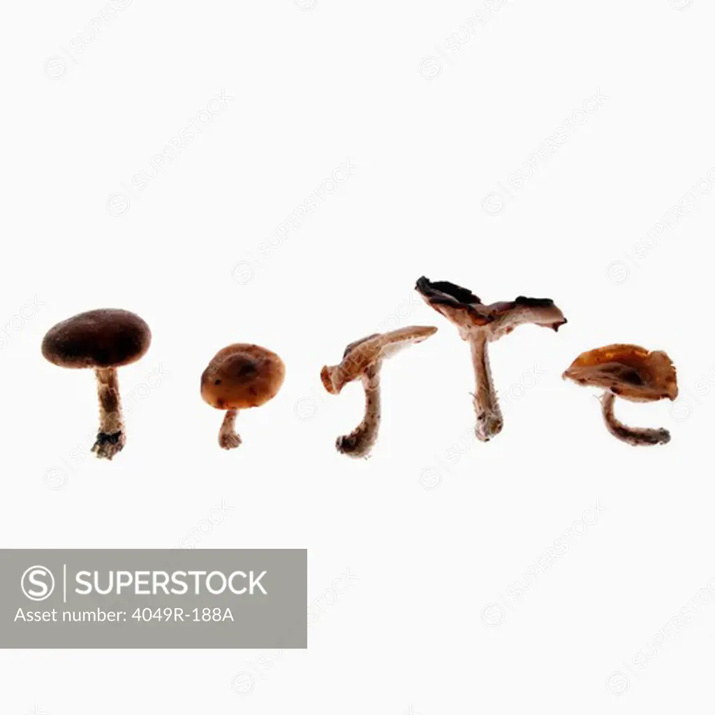 Close-up of assorted mushrooms