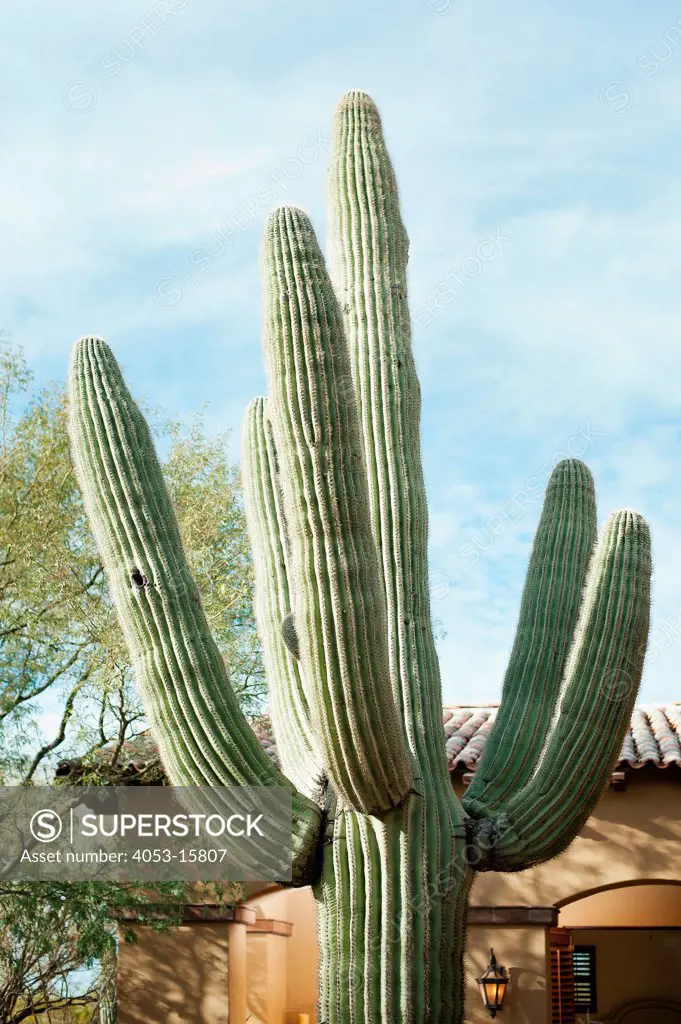 Close-up of a cactus plant against house and sky, Scottsdale, USA. Arizona, USA. 01/25/2013