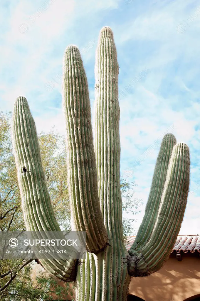 Close-up of a cactus plant against house and sky, Scottsdale, USA. Arizona, USA. 01/25/2013