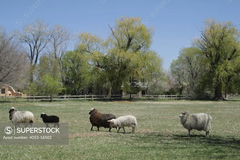 Sheep roaming in field outside historic Spanish homestead, Alcalde, New Mexico, USA. 04/26/2009