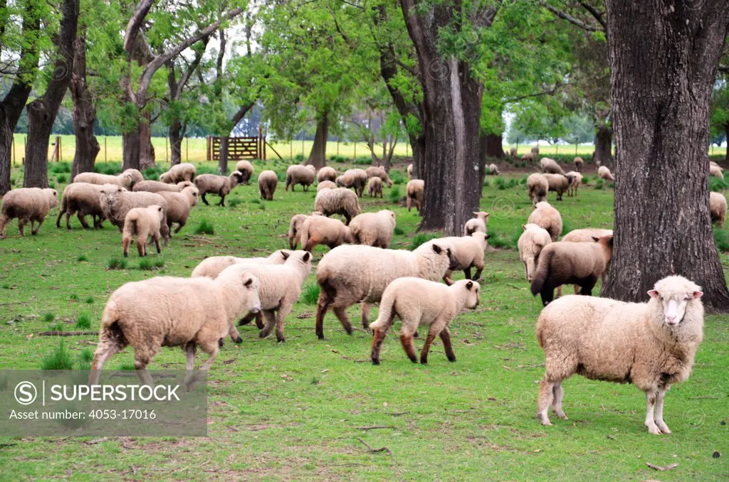 Large group of sheep grazing in yard, Argentina. 01/13/2011