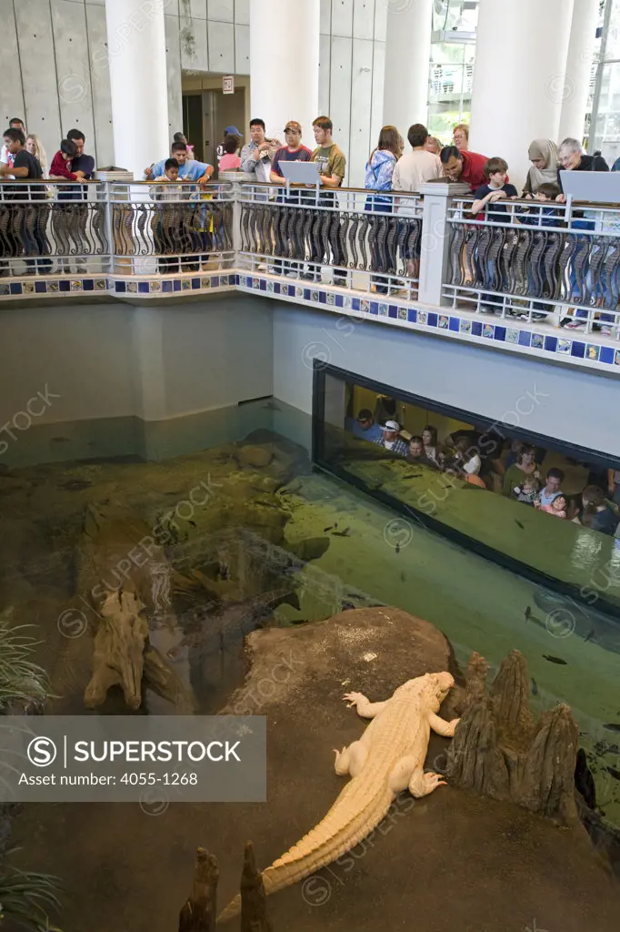 White Alligator in the Swamp Exhibit, California Academy of Sciences, Golden Gate park, San Francisco, California, USA