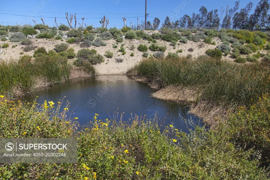 Domiguez Gap Wetlands, Long Beach, Los Angeles County, California, USA