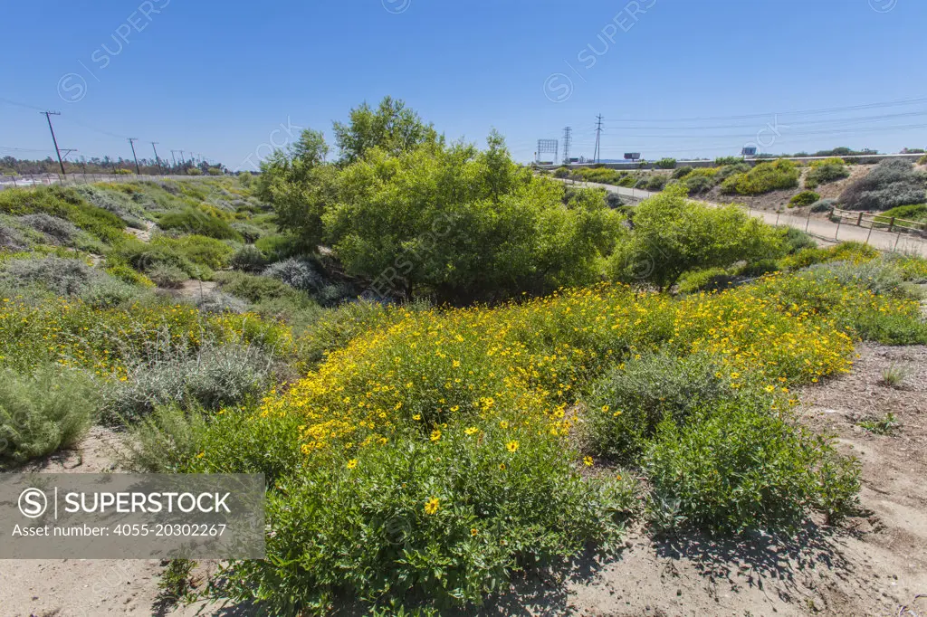 Domiguez Gap Wetlands, Long Beach, Los Angeles County, California, USA