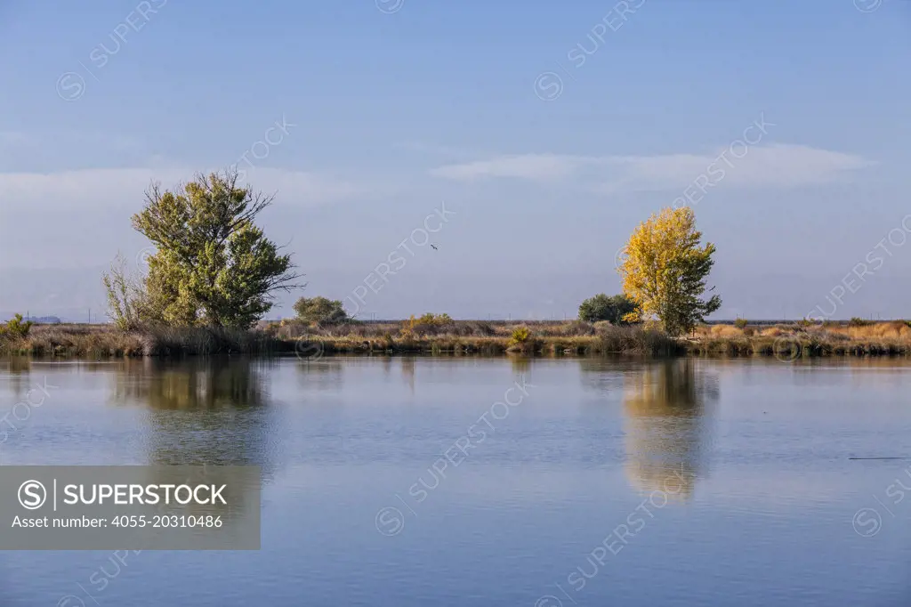 Mendota Wildlife Area, Fresno County, San Joaquin Valley, California, USA