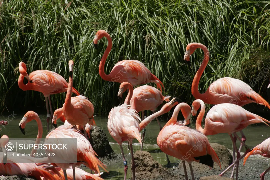 San Diego Zoo, Flamingo, California (SD)