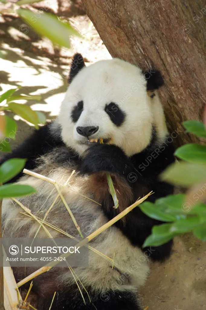 San Diego Zoo, Panda, California (SD)