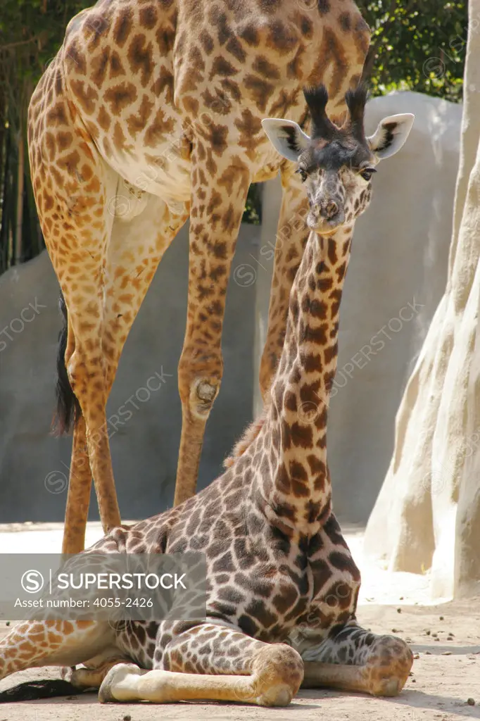 San Diego Zoo, Giraffe, California (SD)