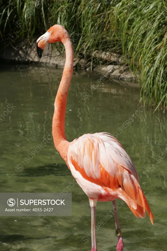 San Diego Zoo, Flamingo, California (SD)