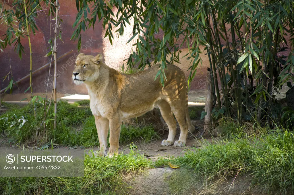 Lioness, Los Angeles Zoo, Griffith Park, Los Angeles, California, USA