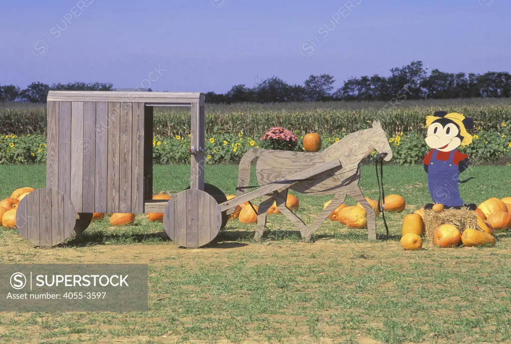 Pumpkin Patch, South Hampton, Long Island, New York