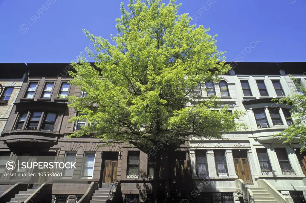 Hamilton Terrace, Harlem, Manhattan, New York