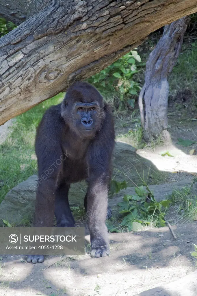 Congo Gorilla Forest, Bronx Zoo, The Bronx, New York City, USA