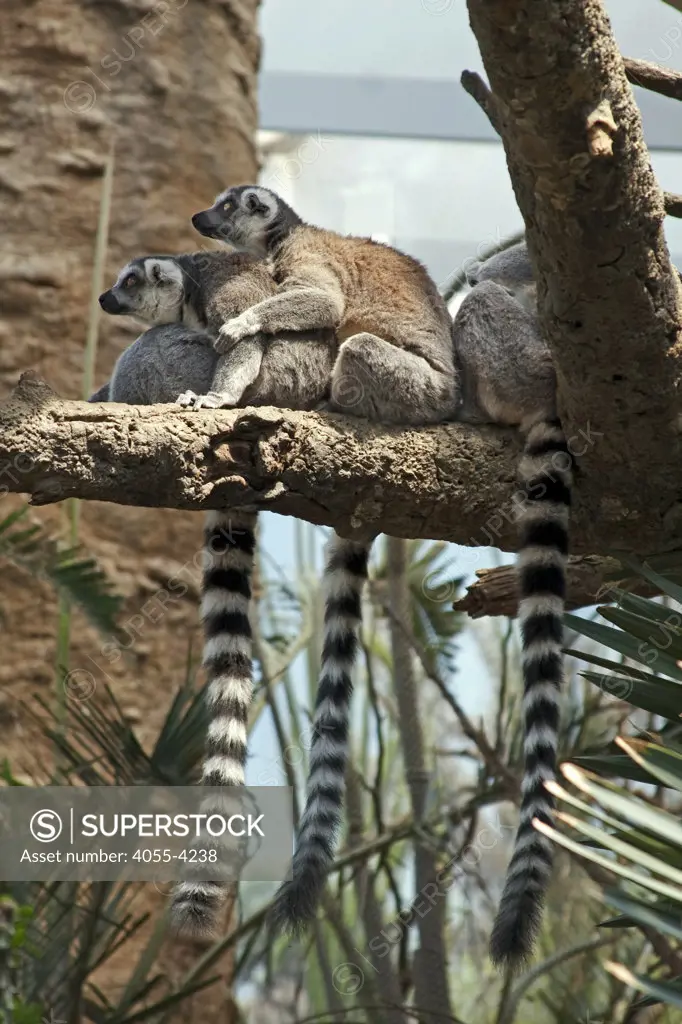 Lemurs at the Madagascar exhibit, Bronx Zoo, The Bronx, New York City, USA