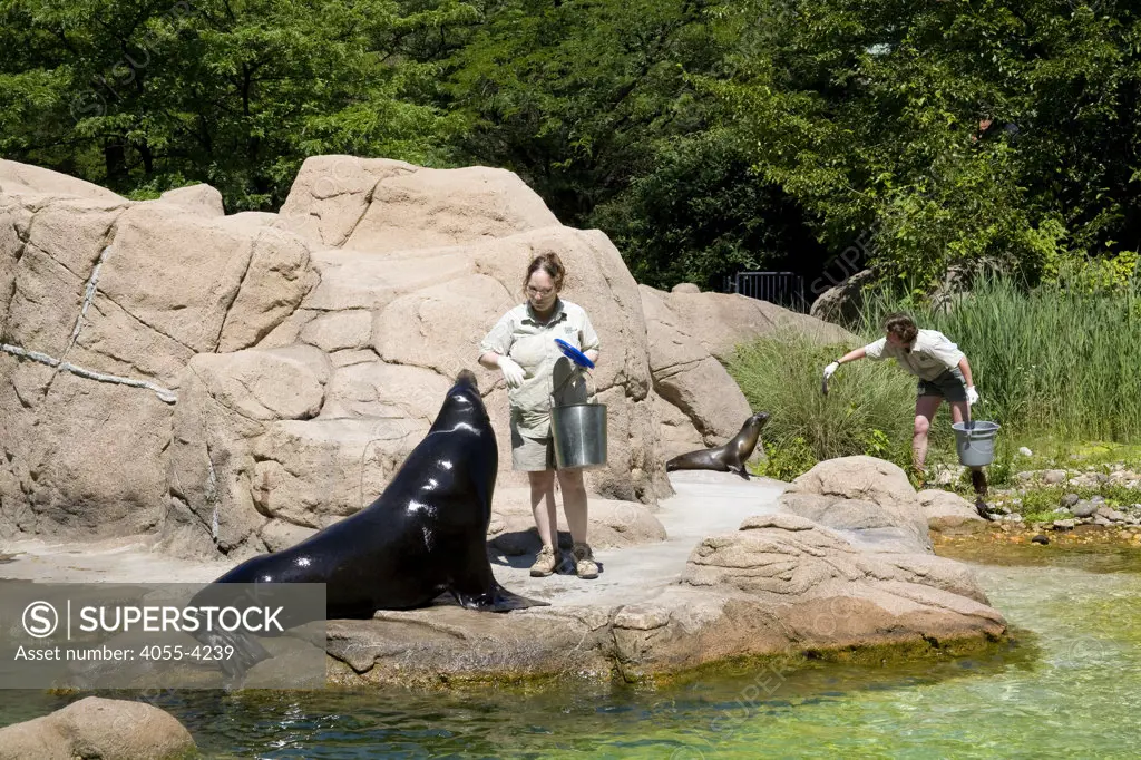 Sea Lion feeding, Bronx Zoo, The Bronx, New York City, USA
