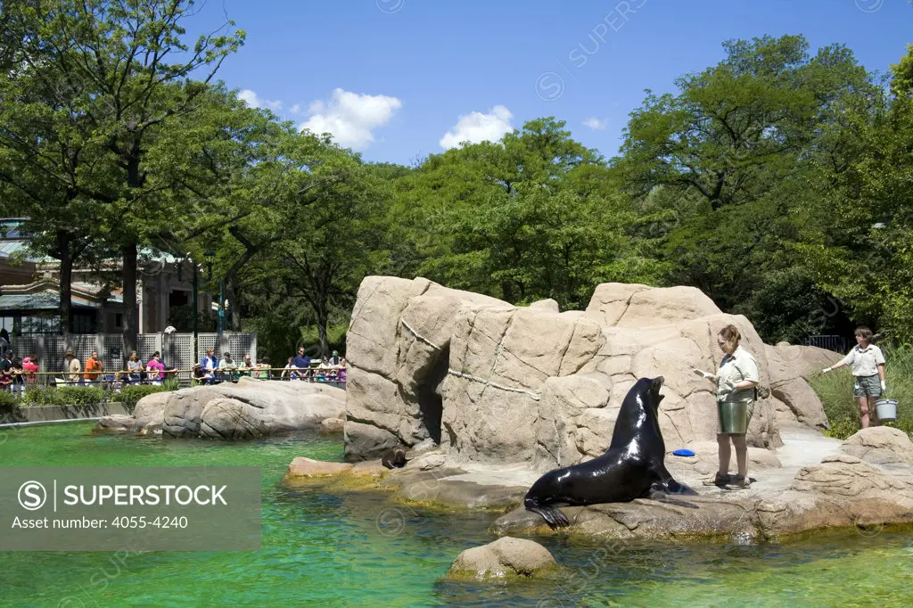 Sea Lion feeding, Bronx Zoo, The Bronx, New York City, USA