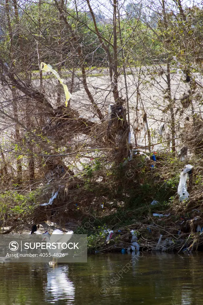 Waterfowl and plastic Bags left from runoff from recent rains, Glendale Narrows, Stop on Folar's tour of the LA River, Los Angeles, California, USA