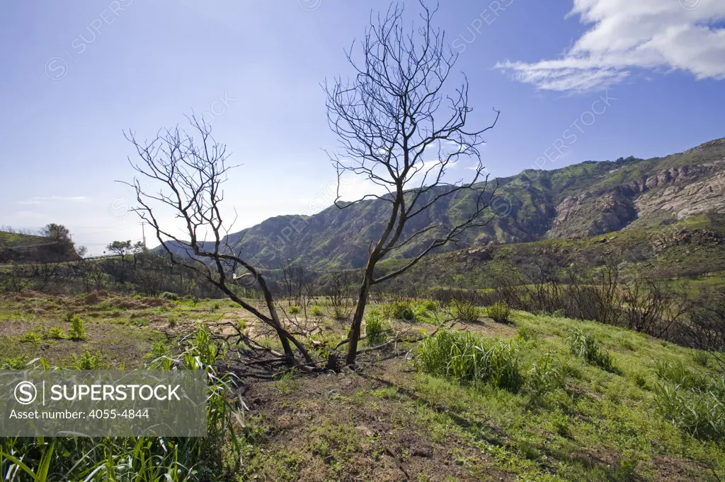 Spring and heavy rains brings re-growth to areas affected by wildfires near Rambla Pacifico in Malibu. California, USA