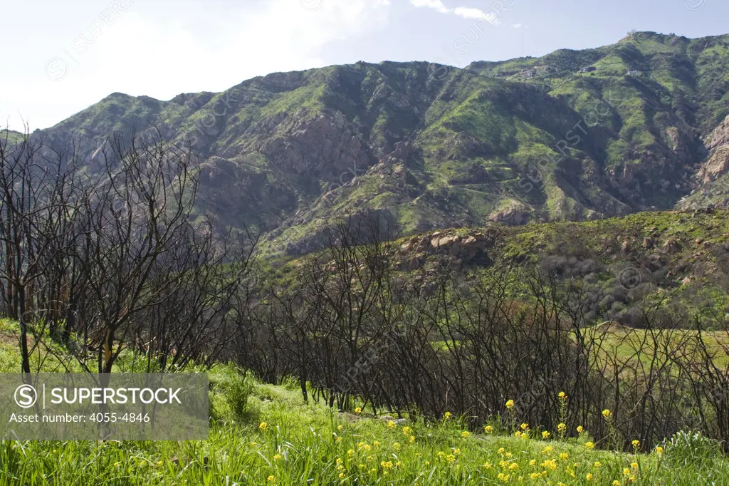 Spring and heavy rains brings re-growth to areas affected by wildfires near Rambla Pacifico in Malibu. California, USA