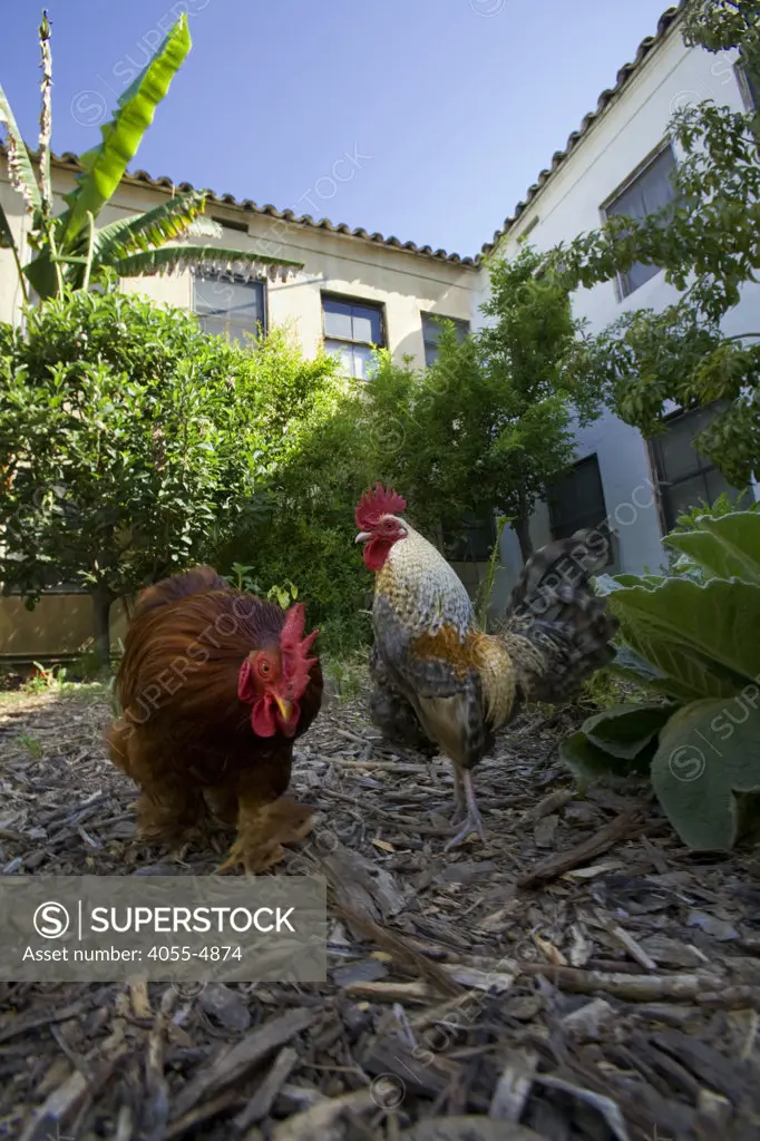 Wandering Rooster in garden of LA Eco-Village. Started in 1993, LA Eco-Village demonstrates the processes for creating a healthy neighborhood ecologically, socially and economically and to reduce environmental impacts while raising the quality of neighborhood life.