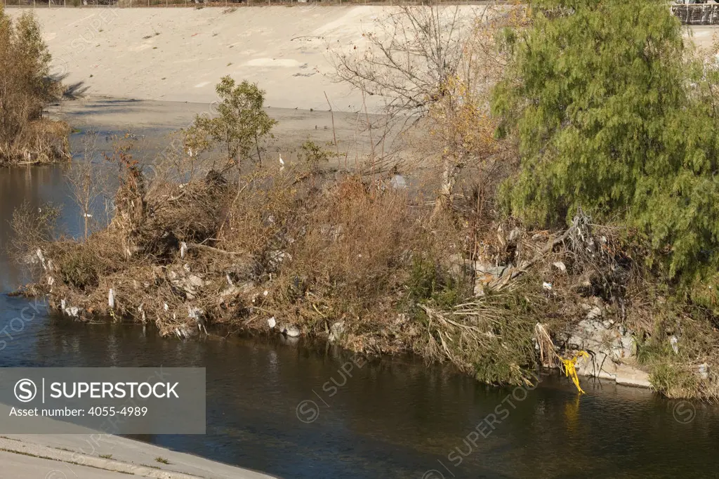 Plastic Bags caught in trees after run off in Los Angeles River, Burbank, California, USA