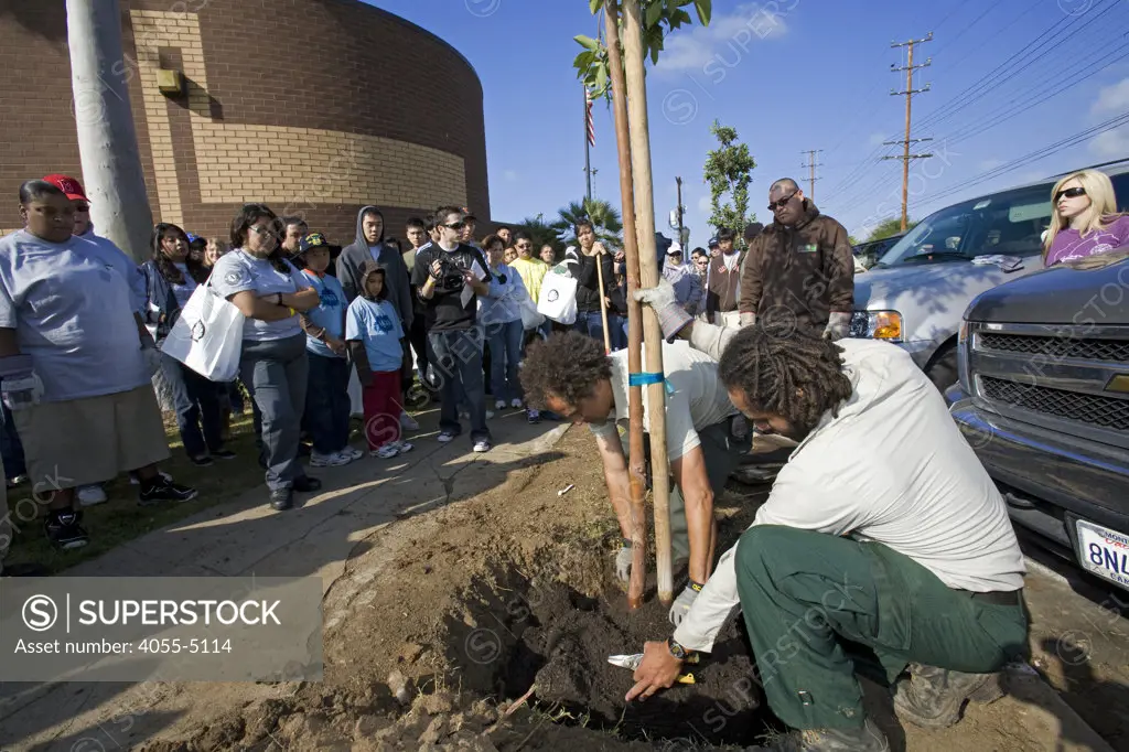 A finished tree after a demonstration of proper tree planting is given to local volunteers. A Tree Planting in Highland Park plans to plant 100 Arbutus Trees around and along Figueroa Street.