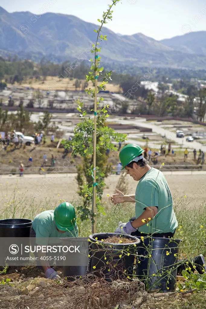 LA Conservation Corps plant a tree at a Tree planting to reforest Stetson Ranch Park in Sylmar after the 2008 devastating wildfire. Organizations such as LA Conservation Corps, Tree People, North East Trees joined Million Trees LA and other volunteers to plant 150 trees to celebrate Earth Day 2009. California, USA.