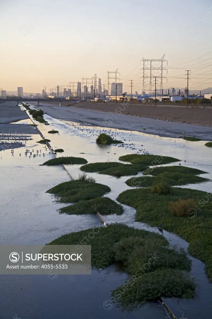 Los Angeles River with waterfowl, south of downtown Los Angeles. Bell, Los Angeles, California, USA