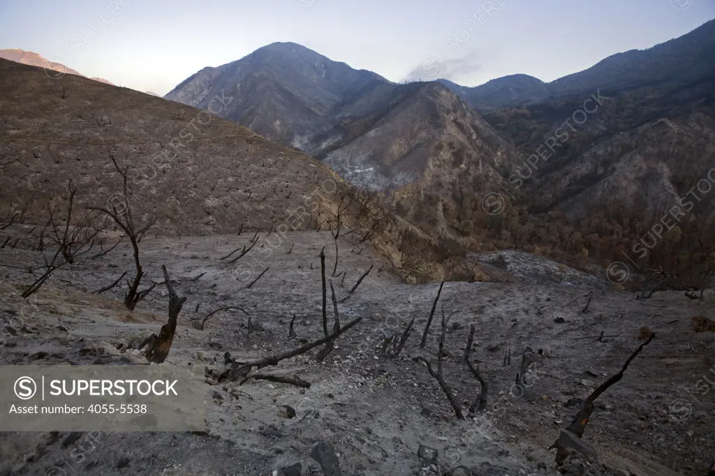 Scorched earth and burnt trees along Big Tujunga Canyon road from Station fire in September, 2009. San Gabriel Mountains, Angeles National Forest, Los Angeles, California ,USA