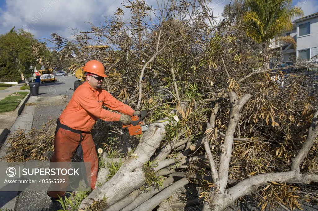 Worker cuts tree felled by recent storm. Santa Monica, California, USA