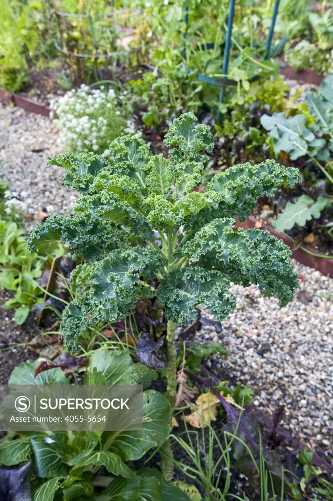Kale in Urban Garden in front yard of home in upscale Hancock Park. Judy Kirshner started the garden 10 years ago. At the time, her neighbors did not approve, but the garden has become a popular spot over the years and attracts many visitors. The plot contains about 50 varieties of vegetables, 12 winter herbs, 9 kinds of flowers and 12 fruit trees. Los Angeles, California, USA