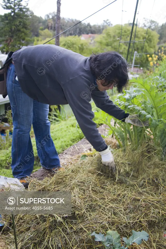 Rabbit bedding containing straw and manure is used for mulch and composting in an Artichoke bed. Yvonne Savio,  Master Gardener Coordinator at UC Cooperative Extension's Common Ground Garden Program, offers training at a workshop in her garden in Pasadena.