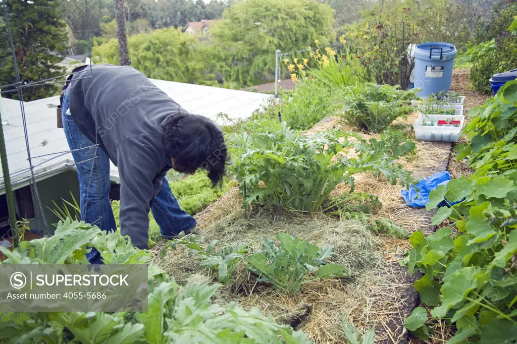 Rabbit bedding containing straw and manure is used for mulch and composting in an Artichoke bed. Yvonne Savio,  Master Gardener Coordinator at UC Cooperative Extension's Common Ground Garden Program, offers training at a workshop in her garden in Pasadena.