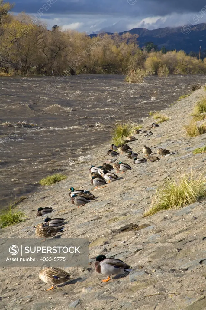 Ducks line the banks of the Los Angeles River during a rainstorm. Glendale Narrows. Los Angeles, California, USA