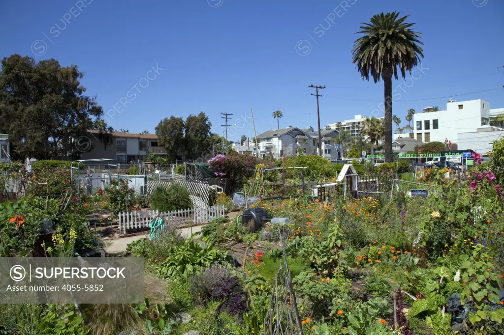 Santa Monica Community Garden, Main Street, Santa Monica, Los Angeles, California, USA