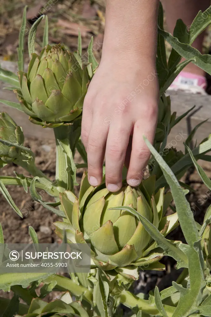 Child's hand with artichoke. Students, parents and teachers work on the garden at the 24th Street School garden on Big Sunday, the largest annual citywide community service event in America, West Adams, Los Angeles, California, USA