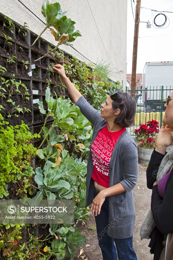 Meg Glasser of Urban Farming. The Edible Garden wall created by Urban Farming for the Weingart Center on skid row in downtown Los Angeles. The vertical garden contains broccoli, cauliflower, strawberries, collared greens, beans, peppers and more and is tended by the organization Urban Farming and homeless volunteers form the Weingart Center. Los Angeles, California, USA