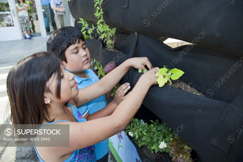 School Children learn about and tend the vertical garden at the Downtown Value School, a charter school in downtown Los Angeles. The vertical garden is provided by Woolly Pocket and is part of their Woolly School Garden program. The Woolly Pocket hangers are created from 100% recycled materials. The school also has a flower and produce garden that goes around the school grounds, a small greenhouse and a worm compost bin that students collect for after each meal. Los Angeles, California, USA