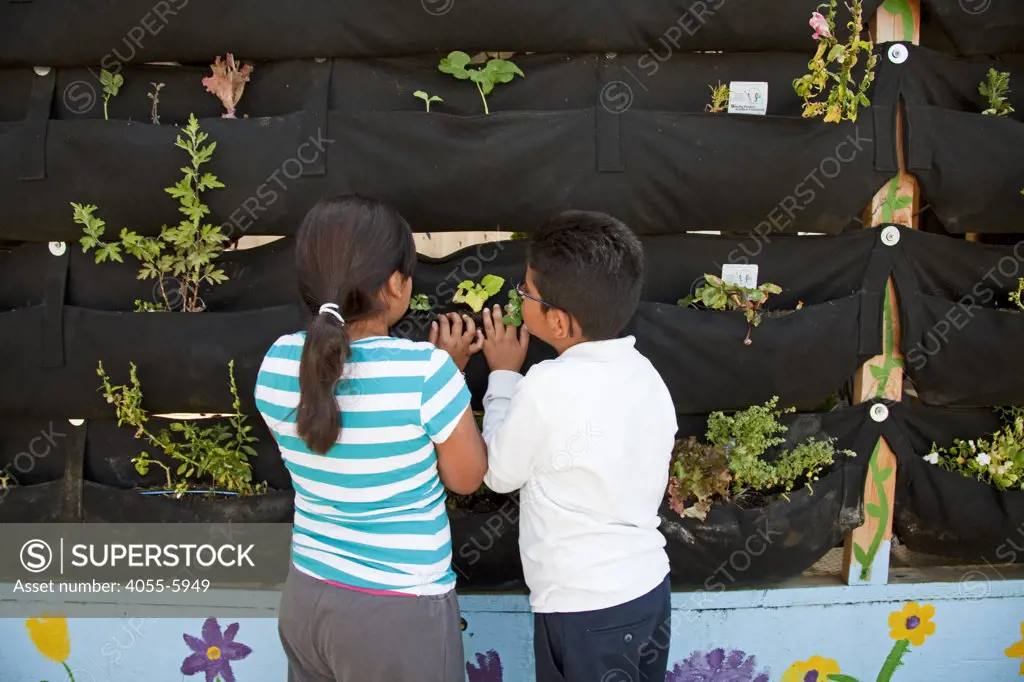 School Children learn about and tend the vertical garden at the Downtown Value School, a charter school in downtown Los Angeles. The vertical garden is provided by Woolly Pocket and is part of their Woolly School Garden program. The Woolly Pocket hangers are created from 100% recycled materials. The school also has a flower and produce garden that goes around the school grounds, a small greenhouse and a worm compost bin that students collect for after each meal. Los Angeles, California, USA
