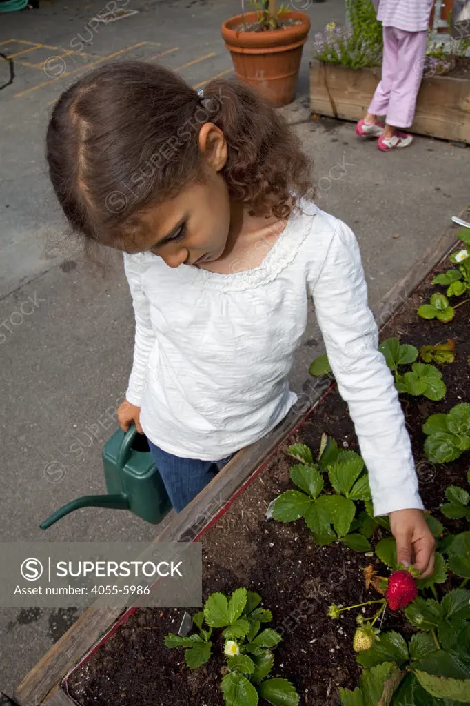 Young girl waters the strawberries at her elementary school garden. Wonderland Elementary School, Laurel Canyon, Los Angeles, California, USA