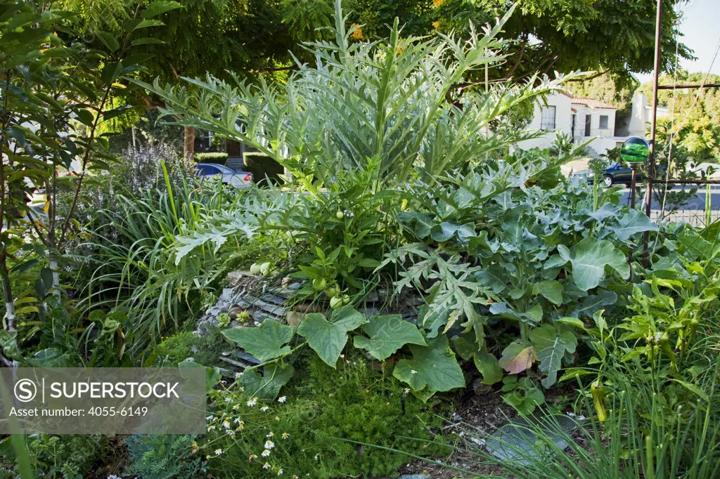 Permaculture Garden designed by Larry Santoyo of Earthflow Design Works. Permaculture design, a movement founded by Bill Mollison & David Holmgren, recreates systems from nature allowing each element to contribute to the success of the whole. Los Angeles, California, USA