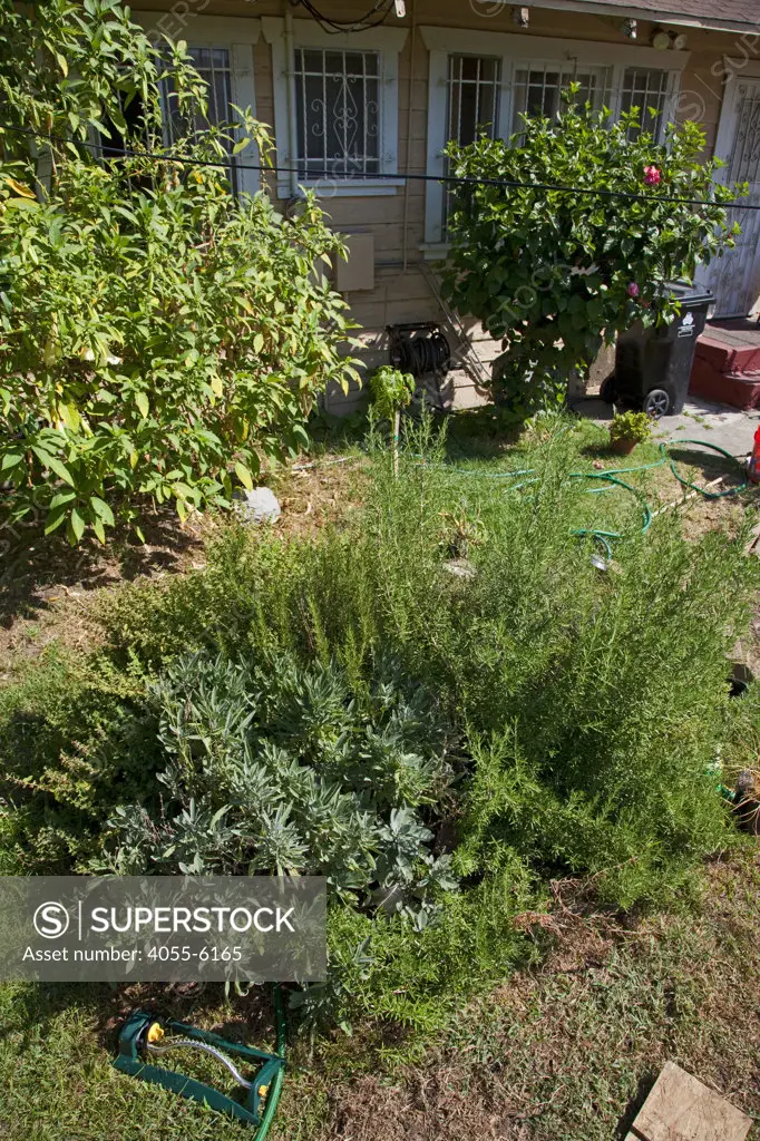 Herb Spiral in backyard garden. The We Can Foundation Community Learning Center in South Central Los Angeles utilized permaculture to design their learning garden for the students that visit the Center.