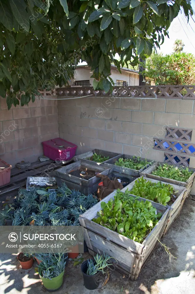 Greens in planters make use of shady tree for better growth. The We Can Foundation Community Learning Center in South Central Los Angeles utilized permaculture to design their learning garden for the students that visit the Center.